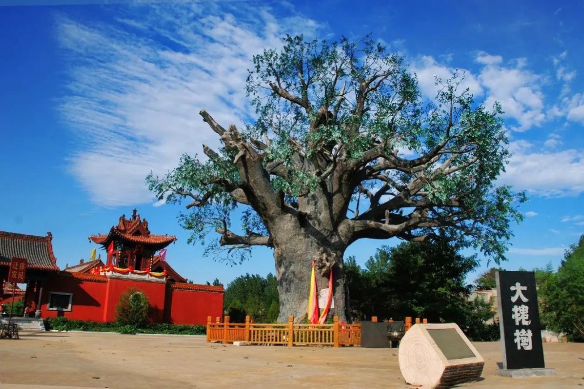 Hongtong Big Cypress Tree